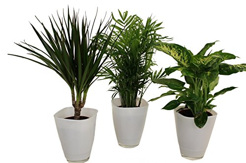 Dominik Blumen und Pflanzen, Fresh-Air-Trio, Dracena Marginata, Zimmerpalme mit Dieffenbachia und Dekotopf, weiß von Dominik Blumen und Pflanzen