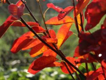 Felsenbirne 'Prince William', 30-40 cm, Amelanchier 'Prince William', Containerware von Amelanchier 'Prince William'