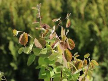 Erlenblättrige Felsenbirne 'Northline', 30-40 cm, Amelanchier alnifolia 'Northline', Containerware von Amelanchier alnifolia 'Northline'