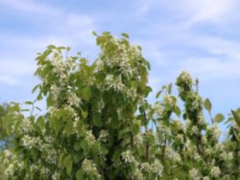Säulen Felsenbirne 'Obelisk', 60-80 cm, Amelanchier alnifolia 'Obelisk', Containerware von Amelanchier alnifolia 'Obelisk'