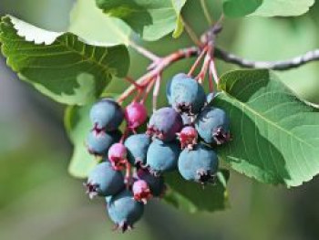 Erlenblättrige Felsenbirne 'Saskatoon Berry' ­®, 30-40 cm, Amelanchier alnifolia 'Saskatoon Berry' ­®, Containerware von Amelanchier alnifolia 'Saskatoon Berry' ­®