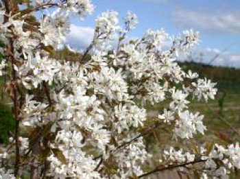 Kahle Felsenbirne, 80-100 cm, Amelanchier laevis, Containerware von Amelanchier laevis