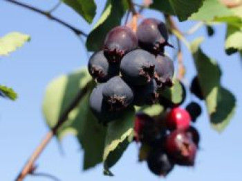 Felsenbirne 'Rainbow Pillar' ®, 40-60 cm, Amelanchier lamarckii 'Rainbow Pillar' ®, Containerware von Amelanchier lamarckii 'Rainbow Pillar' ®