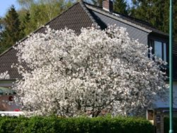 Kupfer-Felsenbirne, 100-125 cm, Amelanchier lamarckii, Containerware von Amelanchier lamarckii