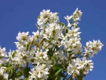Echte Felsenbirne / Gemeine Felsenbirne, 30-40 cm, Amelanchier rotundifolia / ovalis, Containerware von Amelanchier rotundifolia / ovalis