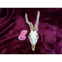 Imposantes Rehgeweih Abnorm Geweih Gehörn Vom Reh Rehbock Original Trophäe Deko Morbides Geschenk Goblincore Feralcore Vulture Culture Skull Imposantes Rehgeweih Abnorm Geweih Gehörn Vom Reh Rehbock Original Trophäe Deko Morbides Geschenk Goblincore Feralcore Vulture Culture Skull von AmelotDE