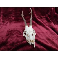Morbider Rehschädel Rehgeweih Geweih Gehörn Vom Reh Rehbock Original Mit Zähne Deko Morbides Geschenk Schädel Goblincore Vulture Culture Morbider Rehschädel Rehgeweih Geweih Gehörn Vom Reh Rehbock Original Mit Zähne Deko Morbides Geschenk Schädel Goblincore Vulture Culture von AmelotDE