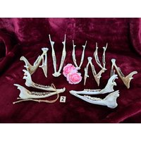 Unterkiefer Reh Kiefer Rehbock Echter Tierknochen Knochen Dammhirsch Dammwild Schädel Goblincore Vulture Culture Unterkiefer Reh Kiefer Rehbock Echter Tierknochen Knochen Dammhirsch Dammwild Schädel Goblincore Vulture Culture von AmelotDE