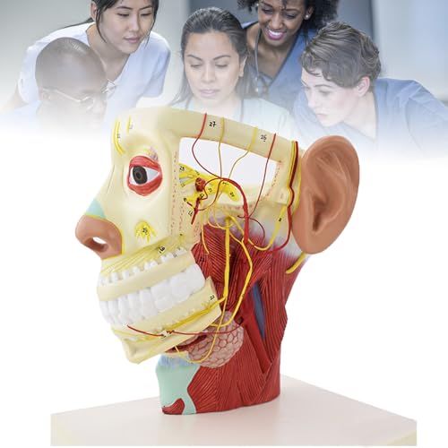 Amhuui Human Head Nerve Structure Model, Human Head Model, Human Skull Model, Face Anatomy Medical Brain Neck Study Model, 24 * 20 * 15CM, Twelve Pairs of Cranial Nerves Model for Teaching Medica Amhuui Human Head Nerve Structure Model, Human Head Model, Human Skull Model, Face Anatomy Medical Brain Neck Study Model, 24 * 20 * 15CM, Twelve Pairs of Cranial Nerves Model for Teaching Medica von Amhuui