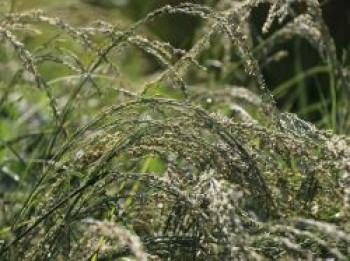 Amerikanischer Strandhafer / Blauer Strandhafer, Ammophila breviligulata, Containerware von Ammophila breviligulata