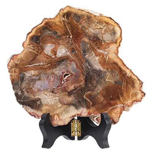 Amogeeli Natürliche versteinerte Holzscheiben, Steinprobe für Sammlung, unregelmäßige Mineral-Kristall-Dekoration für Zuhause & Büro, klein Amogeeli Natürliche versteinerte Holzscheiben, Steinprobe für Sammlung, unregelmäßige Mineral-Kristall-Dekoration für Zuhause & Büro, klein von Amogeeli