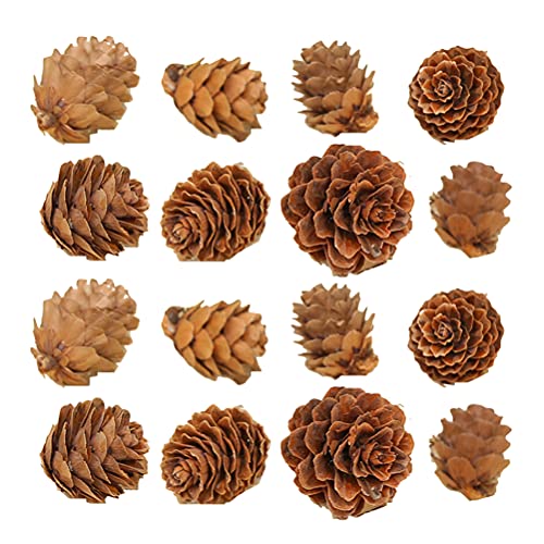Amosfun 100 Stücke Basteln Zapfen 1-2 cm Tannenzapfen Kiefernzapfen Naturzapfen Tannenzapfen Schwarzkiefer Weihnachtsbaum Zapfen Weihnachtsdeko für Ornament DIY Dekoration Herbstdeko von Amosfun