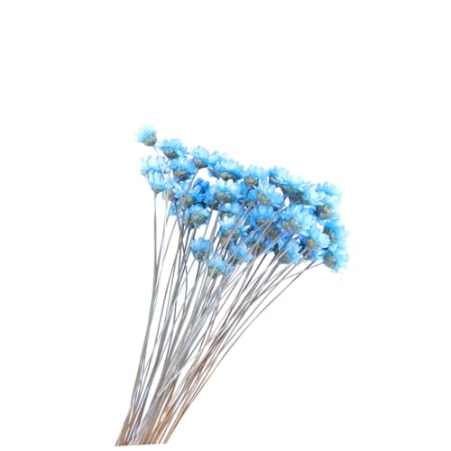 Amosfun 50 Stück Kleine Getrocknete Blumen Getrocknete Kamillenblüten Getrocknete Blumen Dekoration Lilane Blumen Getrockneter Blumenstrauß Getrocknete Hortensienblüten Schleierkraut Mini Amosfun 50 Stück Kleine Getrocknete Blumen Getrocknete Kamillenblüten Getrocknete Blumen Dekoration Lilane Blumen Getrockneter Blumenstrauß Getrocknete Hortensienblüten Schleierkraut Mini von Amosfun