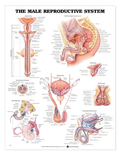 Abbildung mit den männlichen Geschlechtsorganen von Anatomical Chart