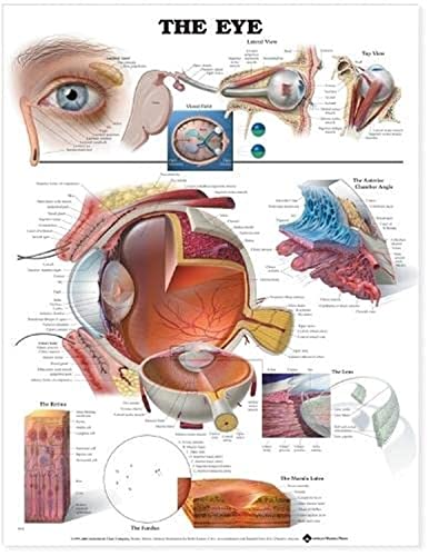 The Eye Anatomical Chart von Anatomical Chart