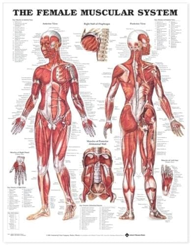 Female Muscular System Chart von Anatomical Chart
