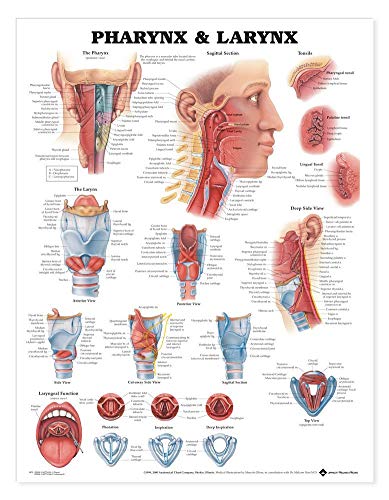 Anatomieposter: Pharynx and Larynx (englische Version) von Anatomical Chart