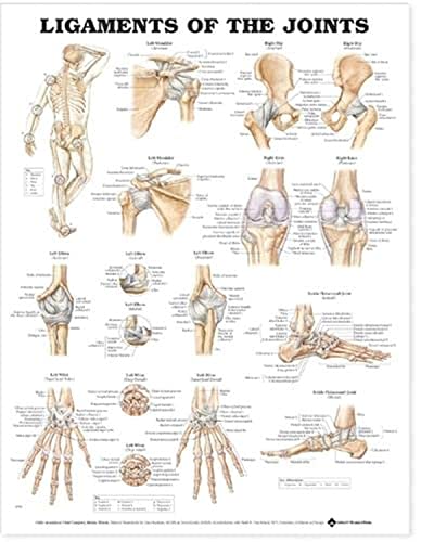 Anatomisches Schaubild „Ligaments of the Joints“ (in englischer Sprache) von Anatomy Stuff
