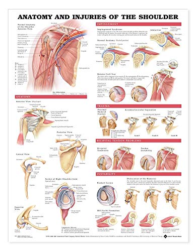 Anatomy and Injuries of the Shoulder Anatomical Chart von Anatomy Stuff