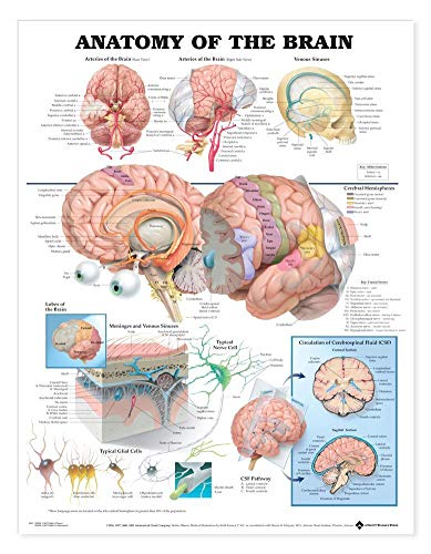 Anatomy of the Brain Anatomical Chart von Anatomy Stuff