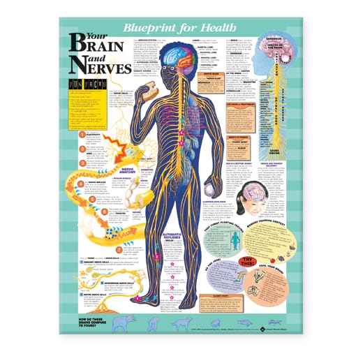 Blueprint For Health Your Brain And Nerves Chart von Anatomy Stuff