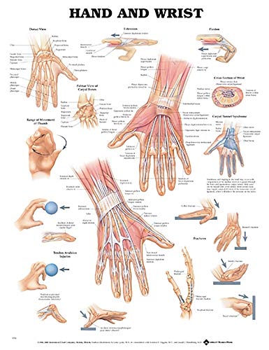 Hand and Wrist Anatomical Chart von Anatomy Stuff