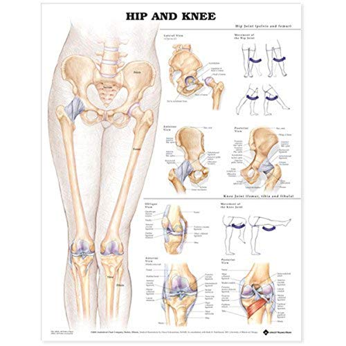 Hip and Knee Anatomical Chart von Anatomy Stuff