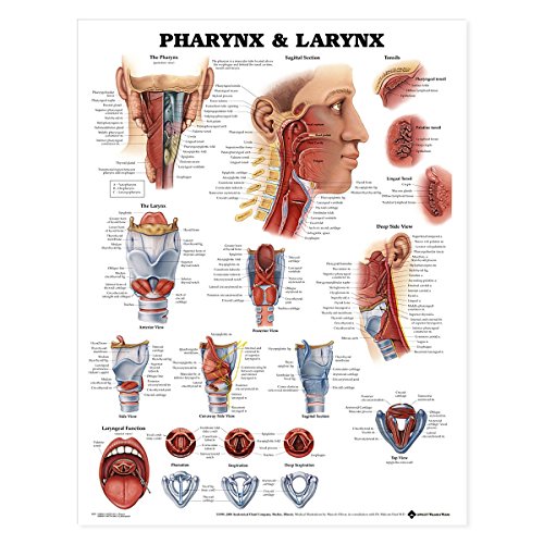 Pharynx & Larynx Anatomical Chart Pharynx & Larynx Anatomical Chart von Anatomy Stuff