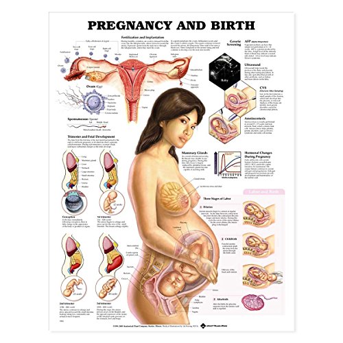 Pregnancy and Birth Chart von Anatomy Stuff