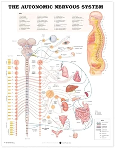 The Autonomic Nervous System Anatomical Chart von Anatomical Chart
