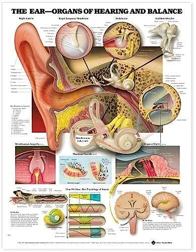 The Ear: Organs of Hearing and Balance Anatomical Chart von Anatomical Chart