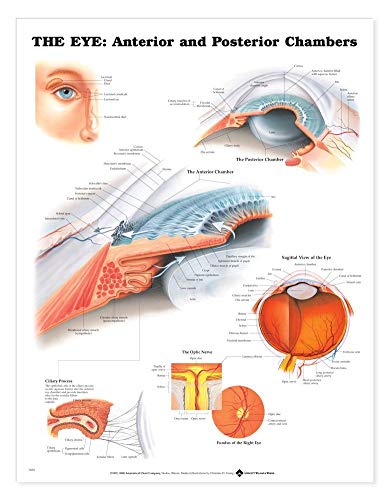 The Eye: Anterior & Posterior Chamber von Anatomical Chart