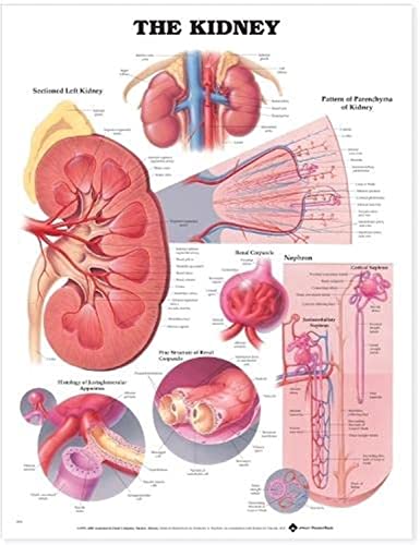 The Kidney Anatomical Chart von Anatomy Stuff