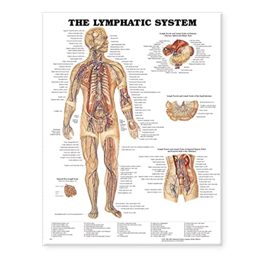 Anatomical Chart Company - Wanddekoration - Wandbild - Lymphsystem - 66L x 50.8B cm - Laminiert - Wohnzimmer Anatomical Chart Company - Wanddekoration - Wandbild - Lymphsystem - 66L x 50.8B cm - Laminiert - Wohnzimmer von Anatomy Stuff