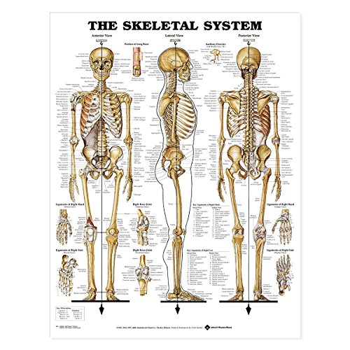 The Skeletal System Anatomical Chart von Anatomy Stuff