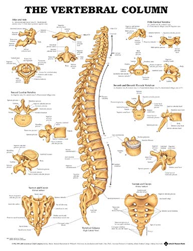 The Vertebral Column Anatomical Chart von Anatomical Chart