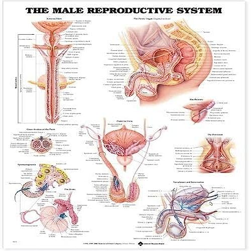 The the Male Reproductive System Anatomical Chart The the Male Reproductive System Anatomical Chart von Anatomy Stuff
