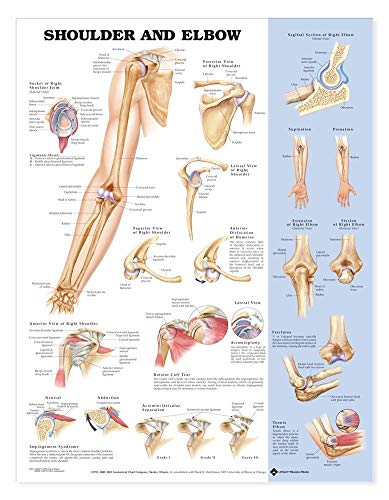 Shoulder and Elbow Anatomical Chart von Anatomy Stuff
