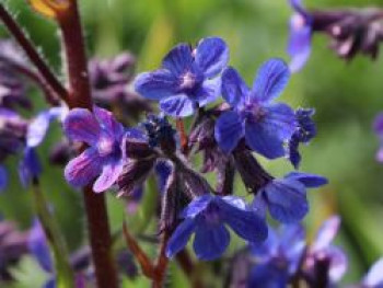 Große Ochsenzunge 'Dropmore', Anchusa azurea 'Dropmore', Topfware von Anchusa azurea 'Dropmore'