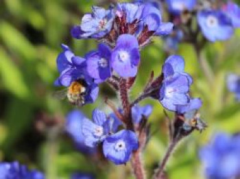 Große Ochsenzunge 'Loddon Royalist', Anchusa azurea 'Loddon Royalist', Topfware von Anchusa azurea 'Loddon Royalist'