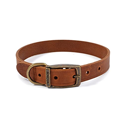 Ancol Latigo Hundehalsband, flexibel, dehnbar, Kastanienbraun, Trainingszubehör, 28–36 cm, Größe 3 Ancol Latigo Hundehalsband, flexibel, dehnbar, Kastanienbraun, Trainingszubehör, 28–36 cm, Größe 3 von Ancol