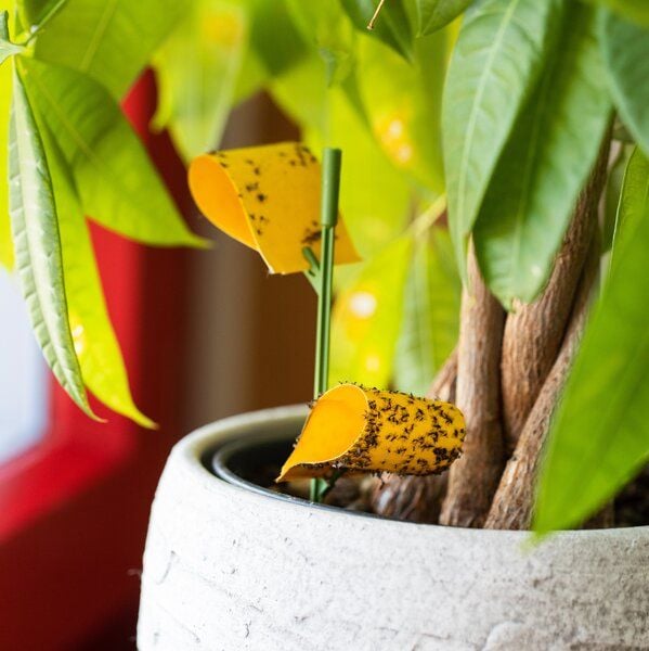 Andermatt Biogarten Leimfallen - Klebefallen Andermatt Biogarten Leimfallen - Klebefallen von Andermatt Biogarten