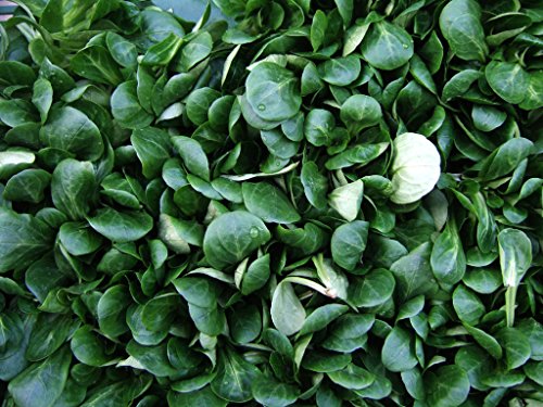Feldsalat - Valerianella locusta - 150 Samen !!! von AndreaGreen