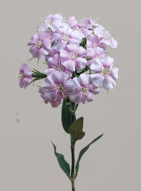 Andreas Bartnelke 55cm  in rosa-violett von Andreas