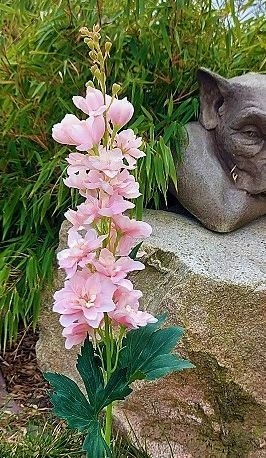 Andreas Delphinium 74cm 3175500E1 in hellrosa Andreas Delphinium 74cm 3175500E1 in hellrosa von Andreas