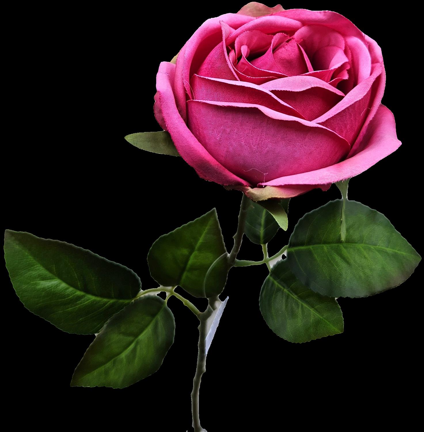 Andreas Englische Rose,66cm ROSE in pink von Andreas