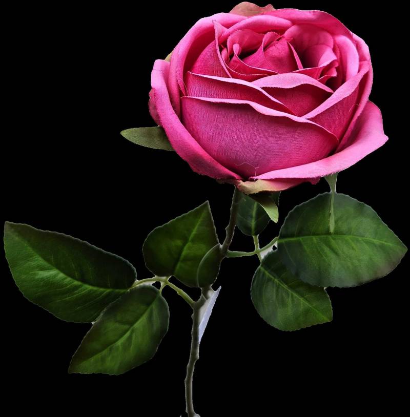 Andreas Englische Rose,66cm ROSE in pink Andreas Englische Rose,66cm ROSE in pink von Andreas