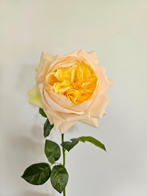 Andreas Englische Rose 65 cm  in Real Touch soft, aprikose von Andreas