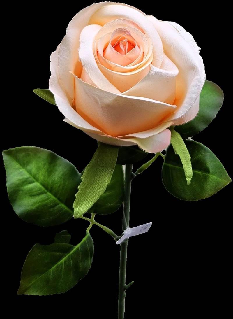 Andreas Französische Rose,50cm ROSE in aprikose Andreas Französische Rose,50cm ROSE in aprikose von Andreas