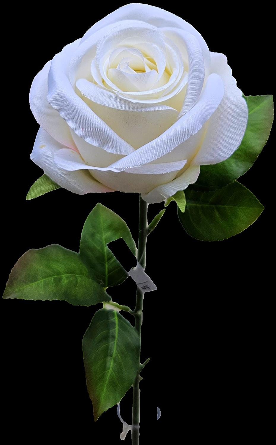 Andreas Französische Rose,50cm ROSE in creme-weiß von Andreas